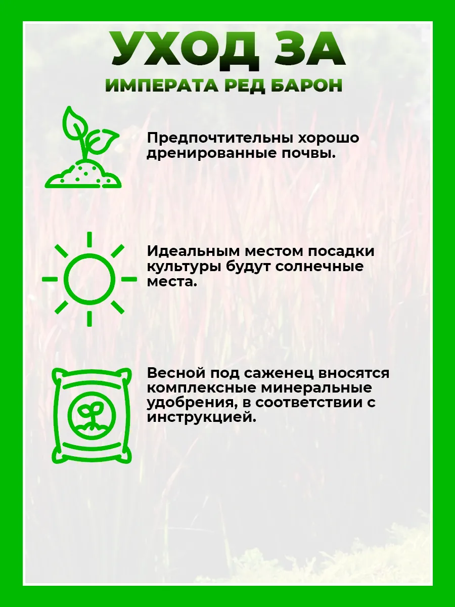 Императа цилиндрическая Ред Барон