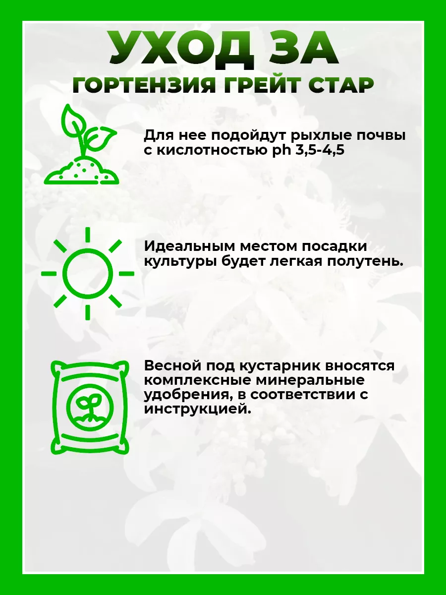 Гортензия метельчатая Грейт Стар