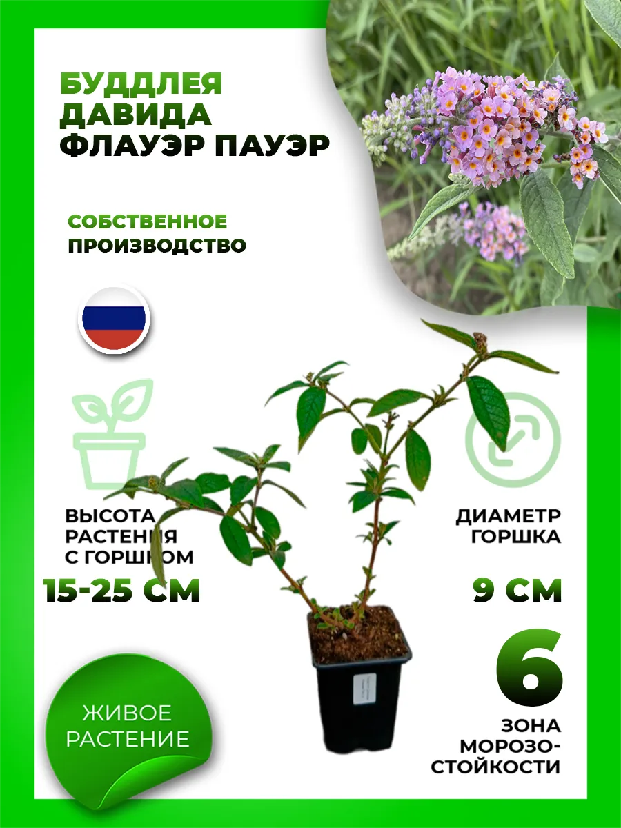 Буддлея Давида Флауэр Пауэр