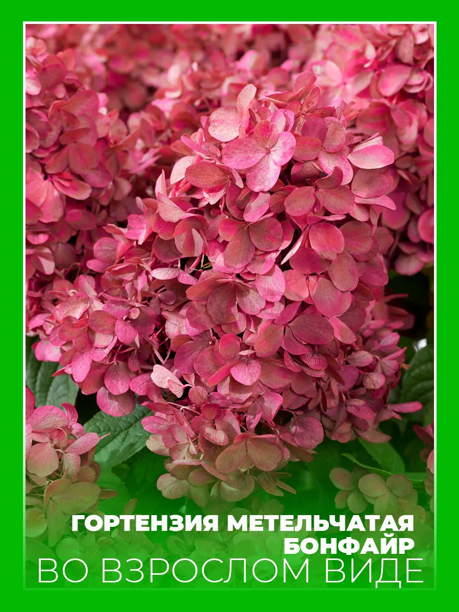Гортензия метельчатая Бонфайр