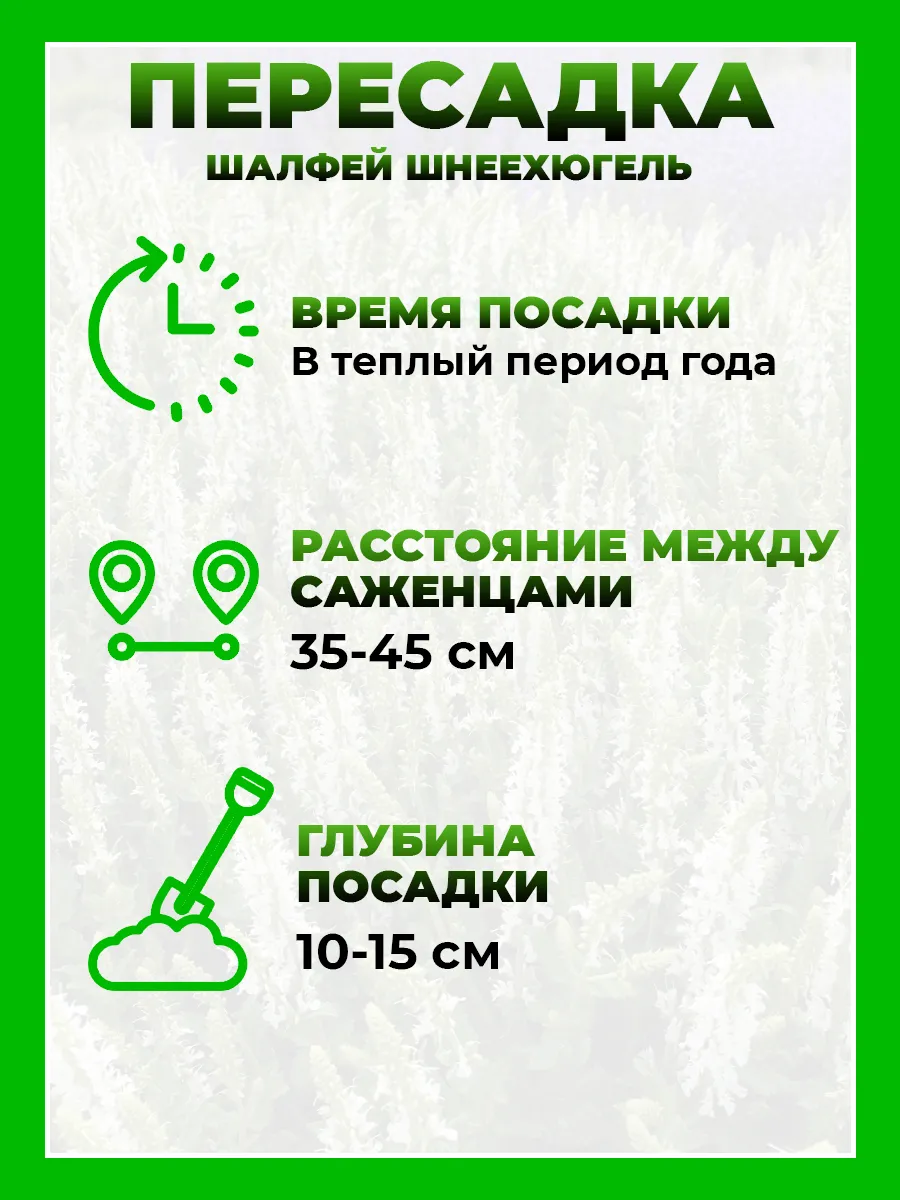 Шалфей дубравный Шнеехюгель