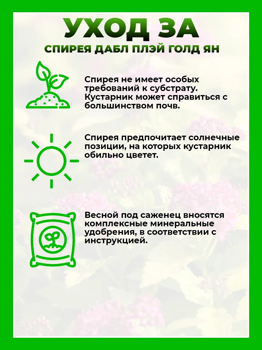 Спирея японская Дабл Плей Голд Ян