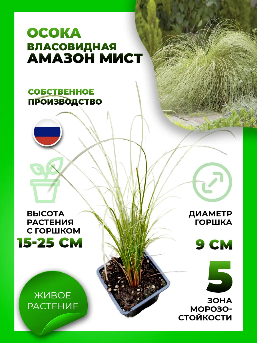Осока власовидная Амазон Мист