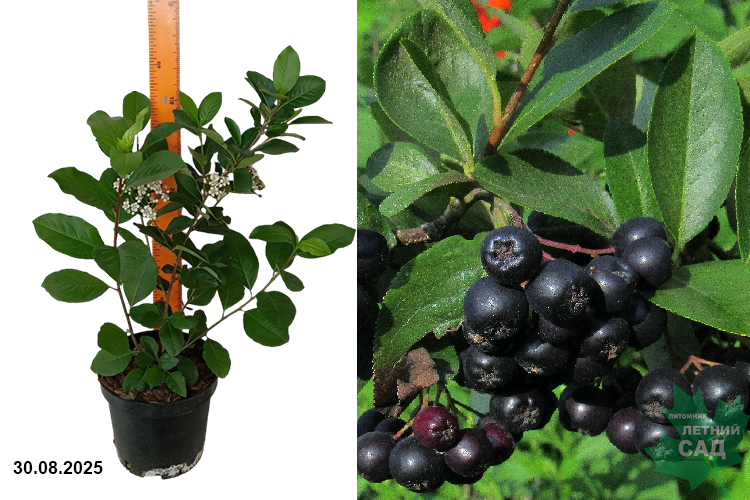 Арония сливолистная Неро (Arónia prunifolia Nero) С3