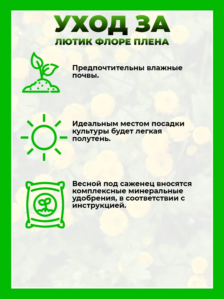 Лютик ползучий Флоре Плена