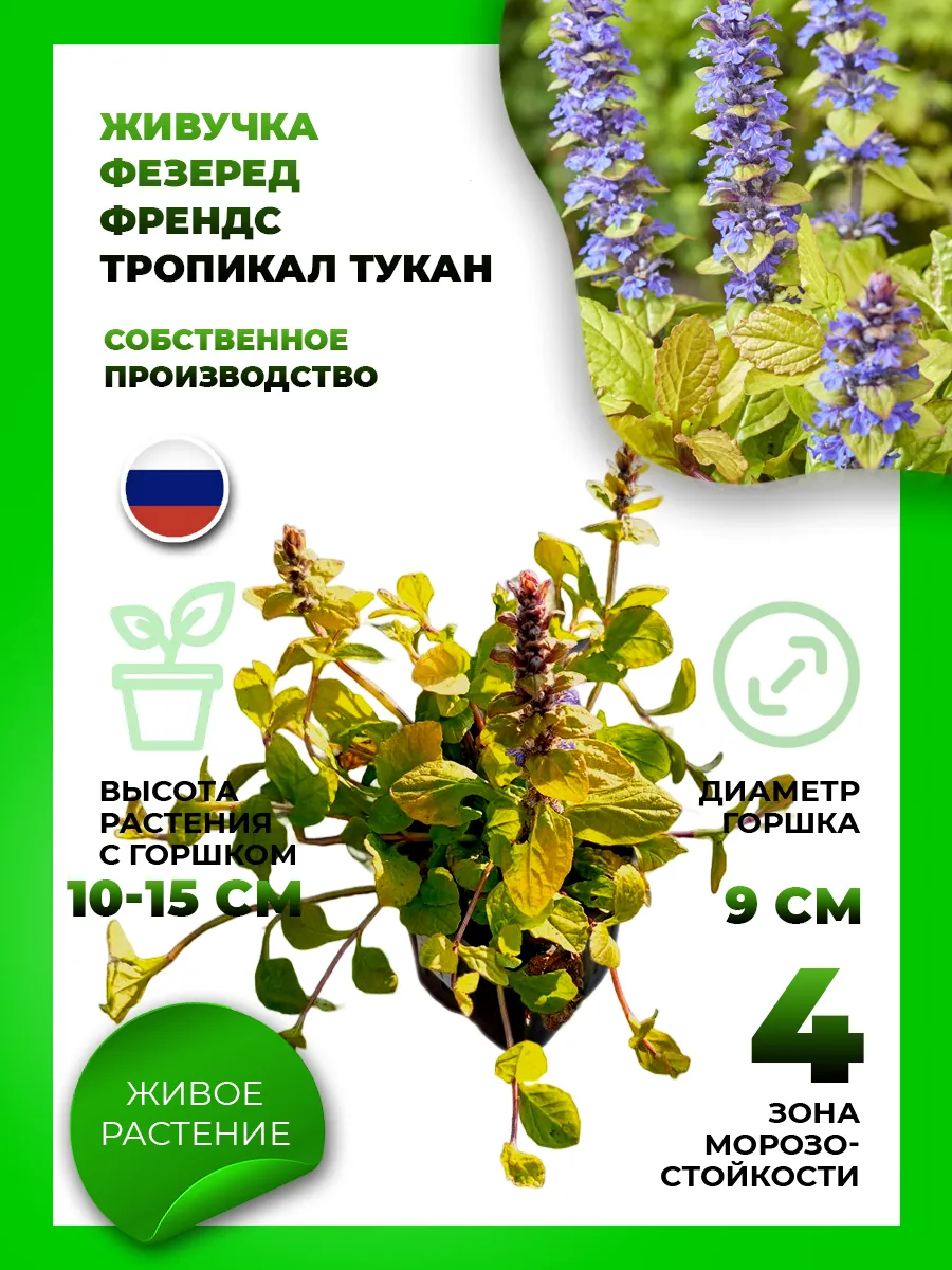 Живучка ползучая Фезеред Френдс Тропикал Тукан