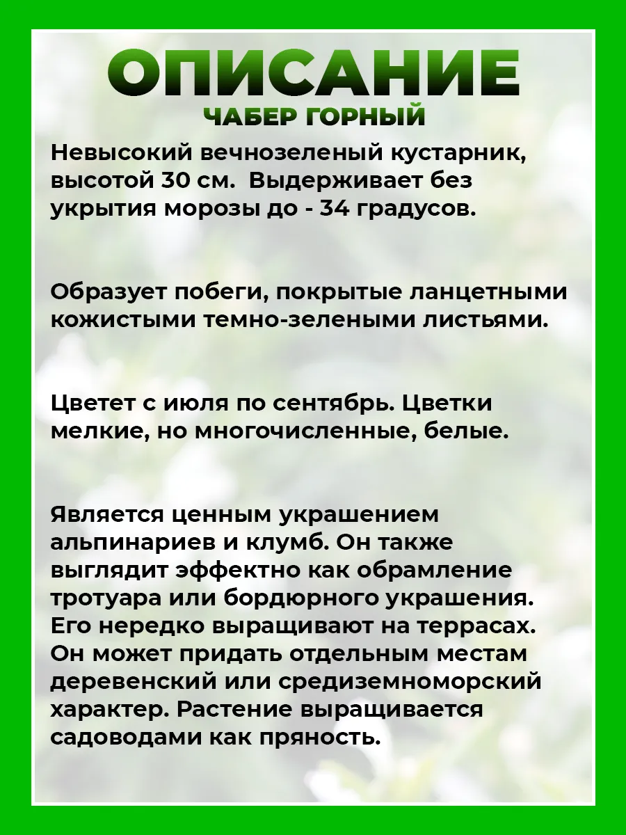 Чабер горный