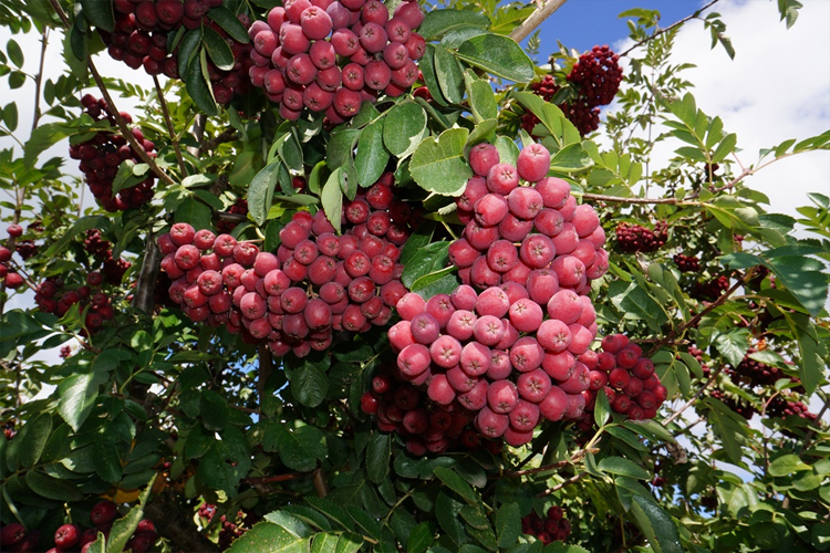 Sorbus granatnaia1