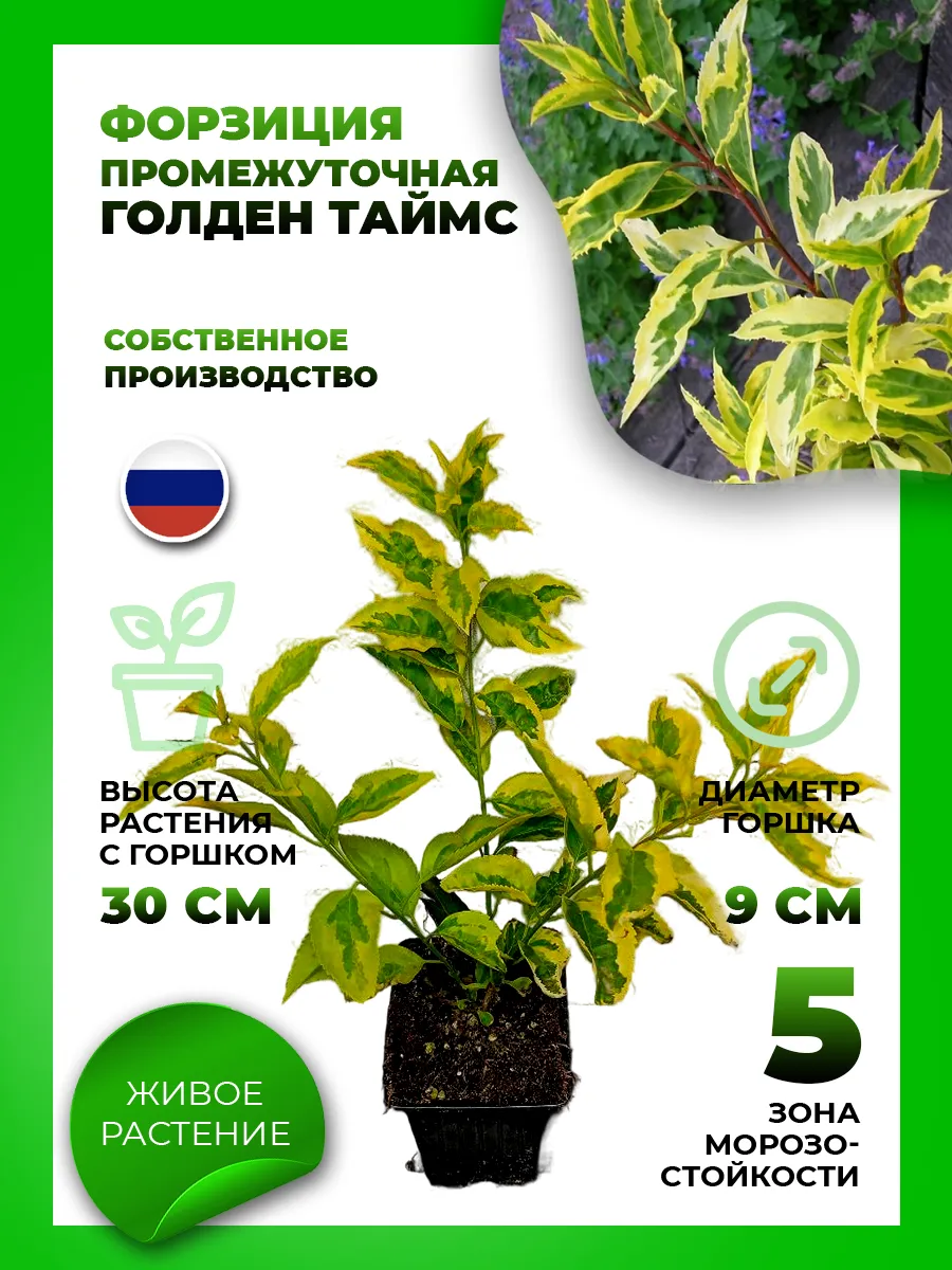 Форзиция промежуточная Голден Таймс