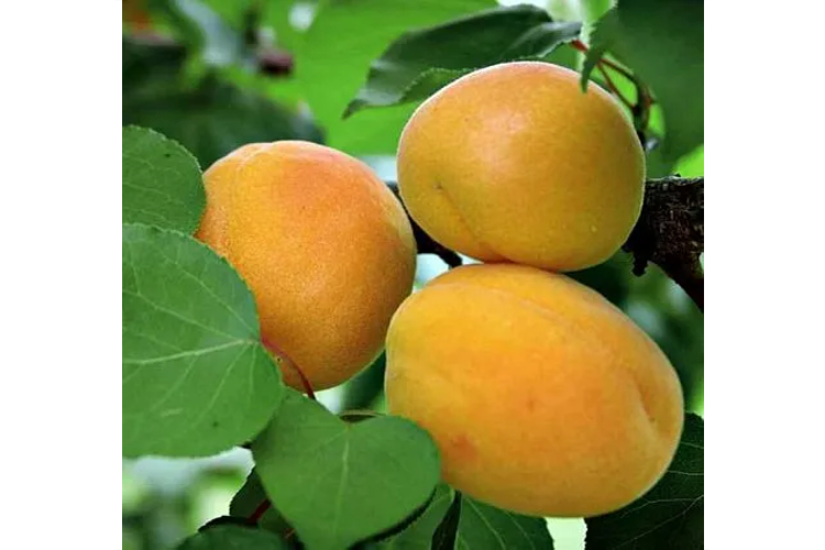 Абрикос Медовый (Рrunus armeniaca medoviy) С6