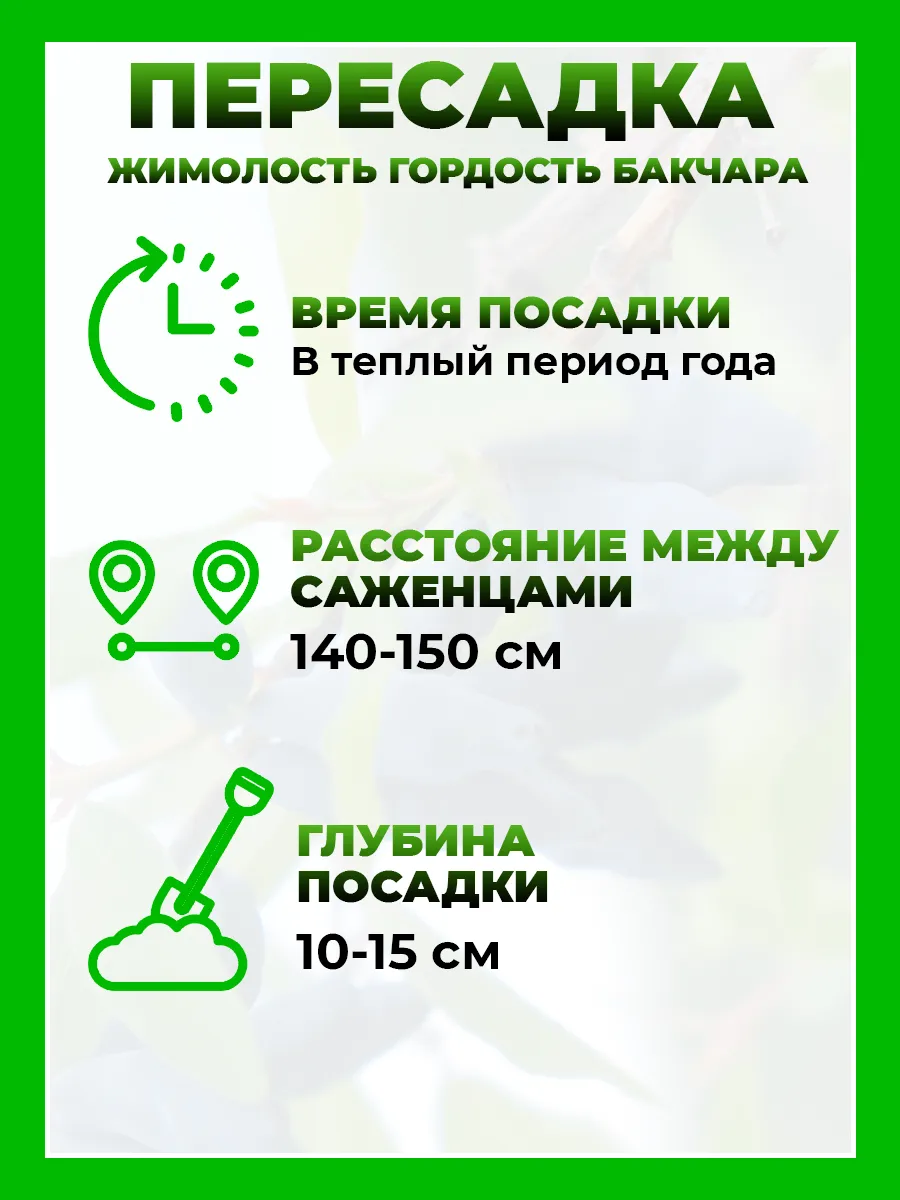 Жимолость съедобная Гордость Бакчара