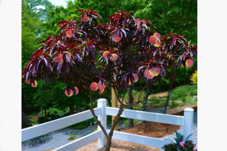 Персик краснолистный Хоней Ред ОКС