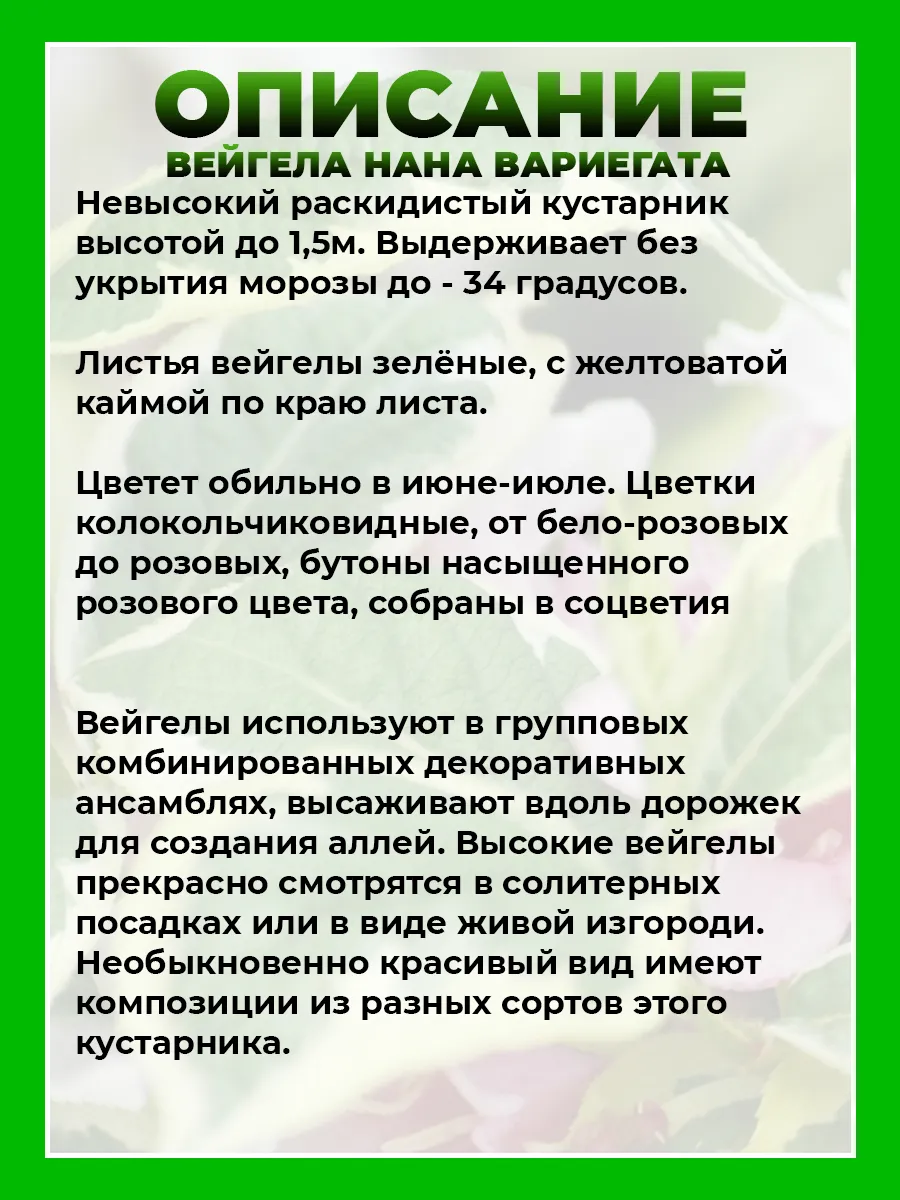Вейгела цветущая Нана Вариегата