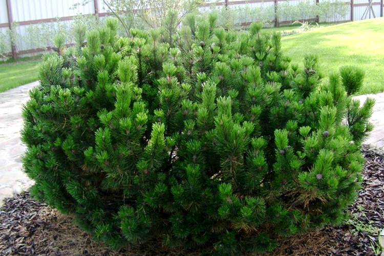 Сосна горная Мугус