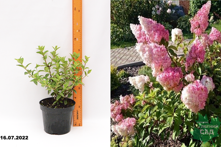 Гортензия метельчатая Фантом С3