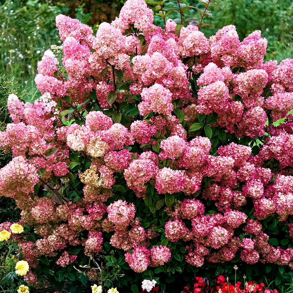 гортензия пинклайт