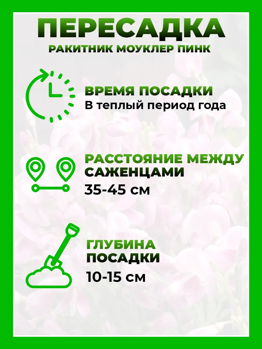 Ракитник ранний Моуклер Пинк