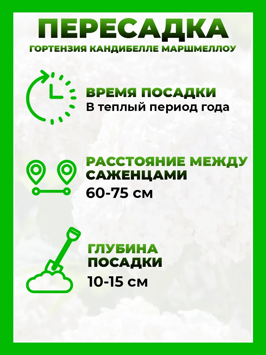 Гортензия древовидная Кандибелле Маршмеллоу