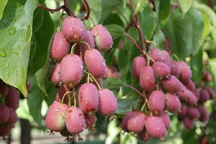 Актинидия Анастасия