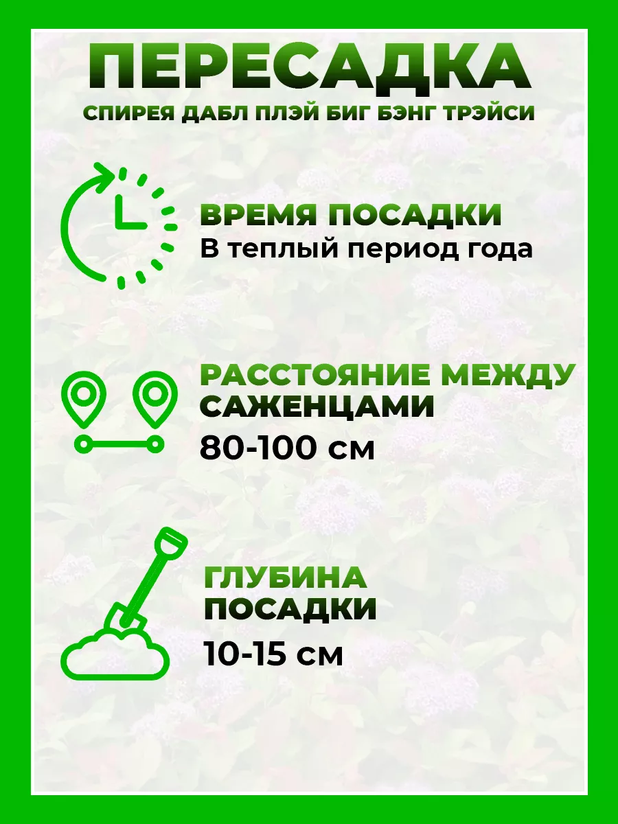 Спирея японская Дабл Плей Биг Бэнг Трейси