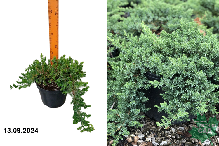 Можжевельник прибрежный Блю Пасифик (Juniperus conferta Blue Pacific) С3 аг
