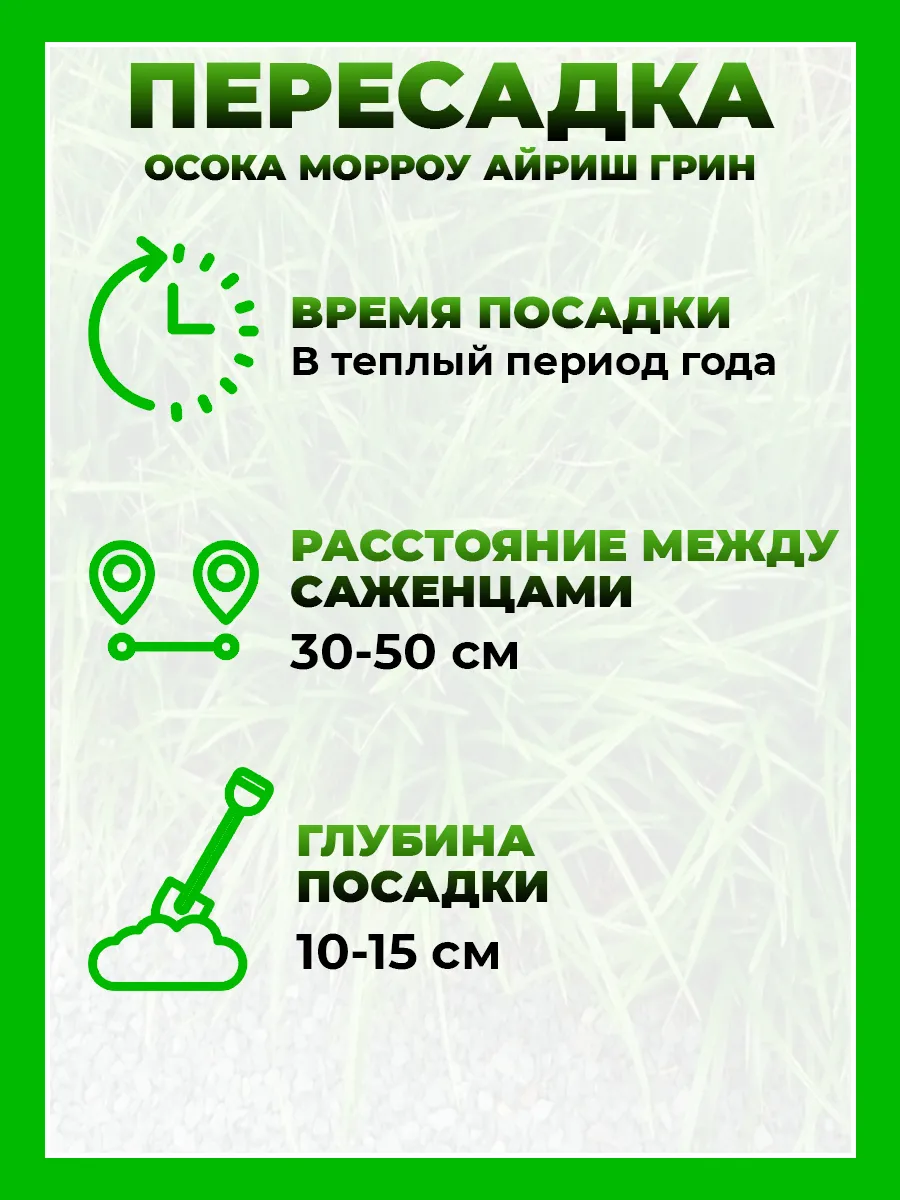 Осока Морроу Айриш Грин