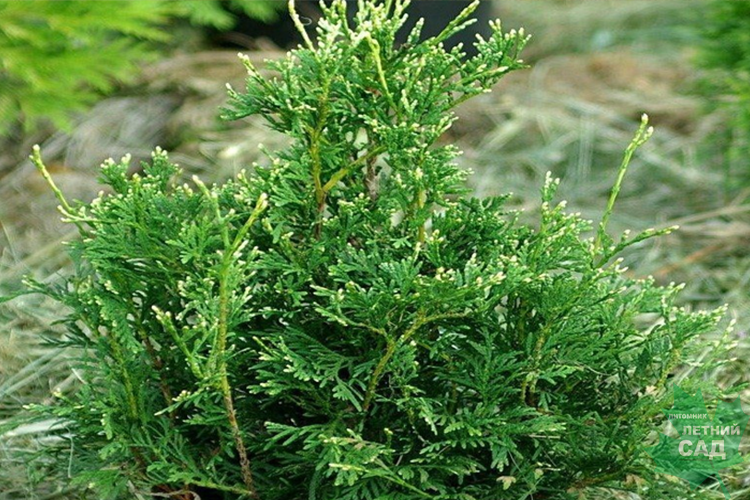 Туя западная Майнекес Цверг С12