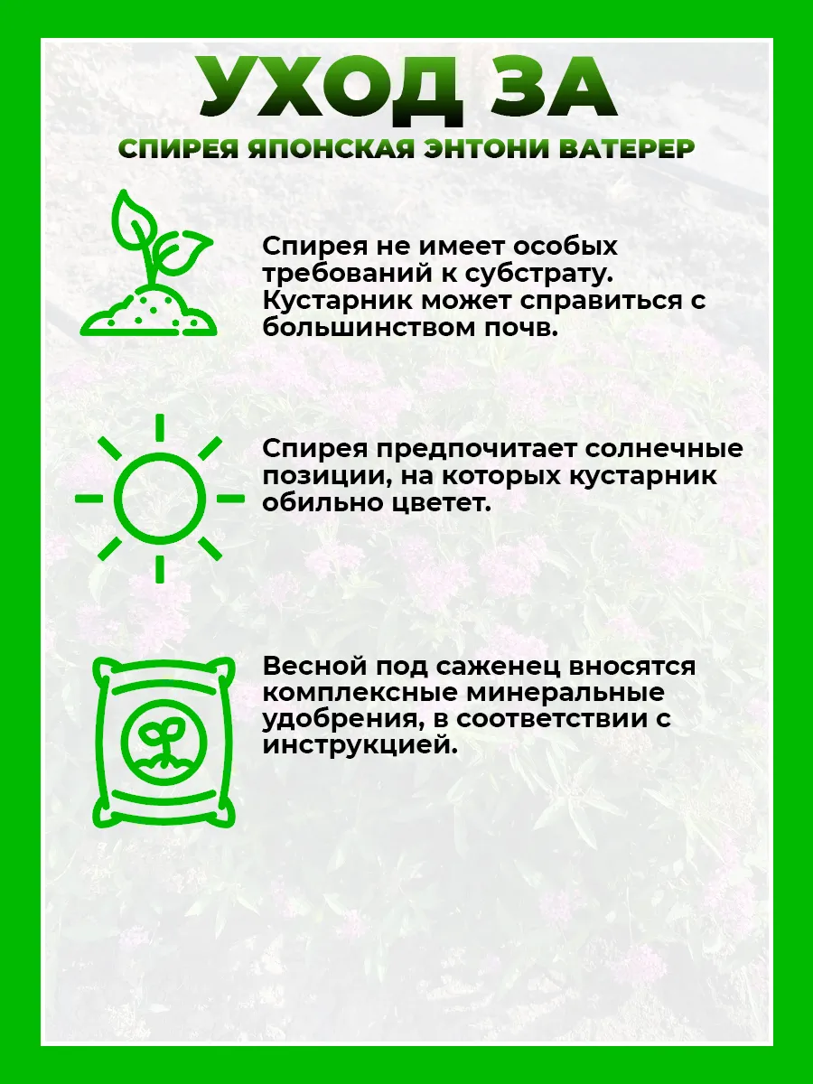 Спирея японская Энтони Ватерер