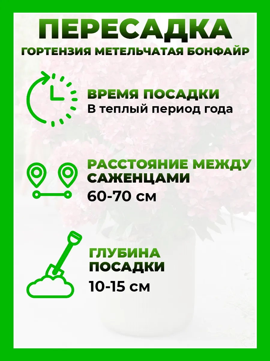 Гортензия метельчатая Бонфайр