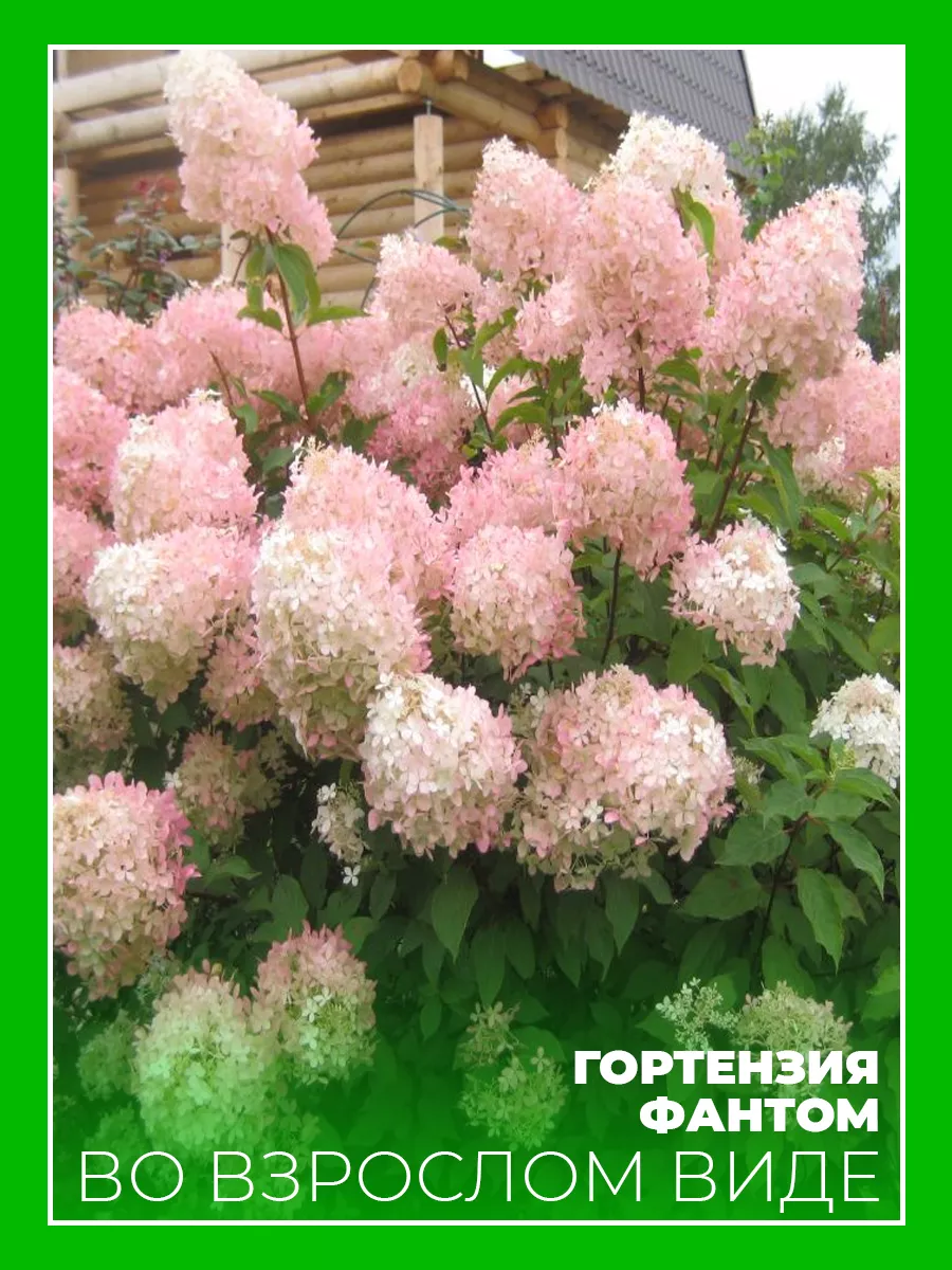 Гортензия метельчатая Фантом