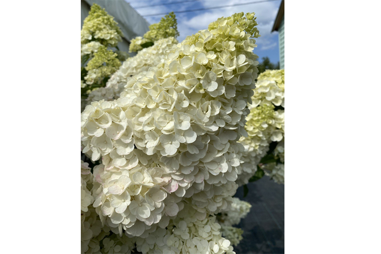 Гортензия метельчатая Геркулес