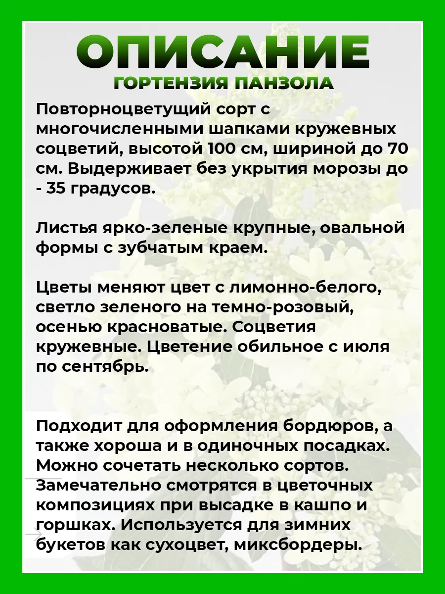 Гортензия метельчатая Панзола