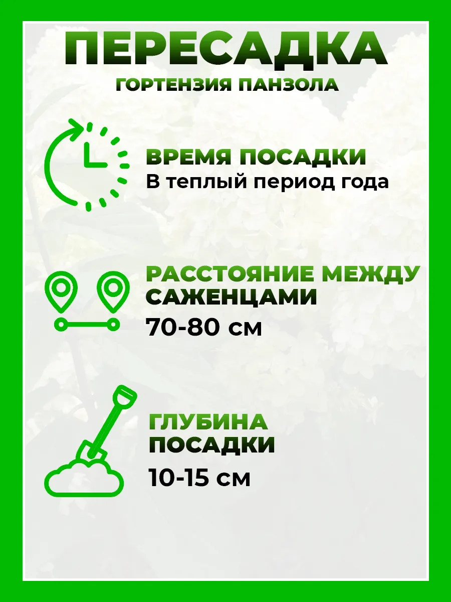 Гортензия метельчатая Панзола