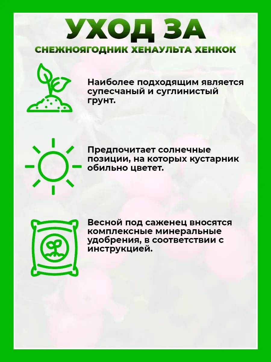 Снежноягодник Хенаульта Хенкок