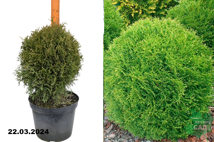 Туя западная Хозери (Thuja occidentalis Hozery) С10