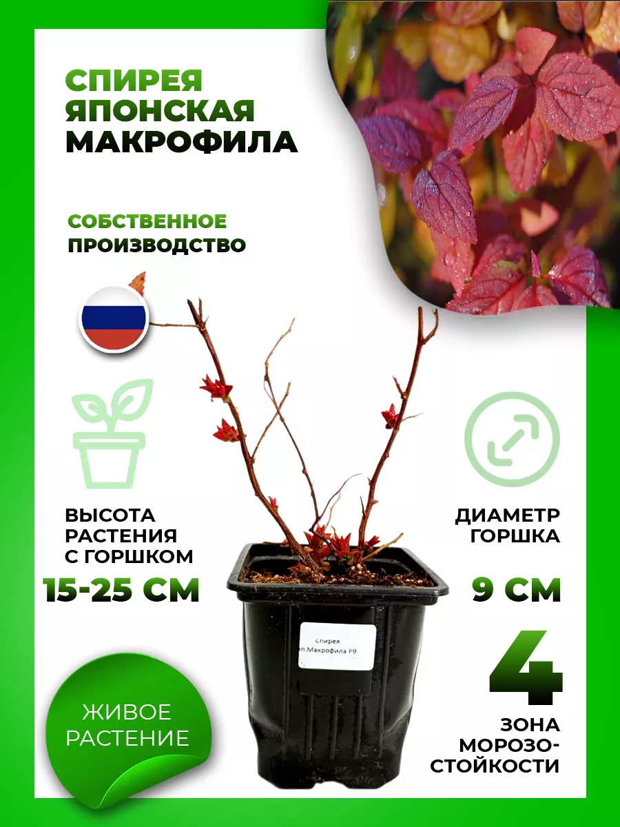 Спирея японская Макрофила