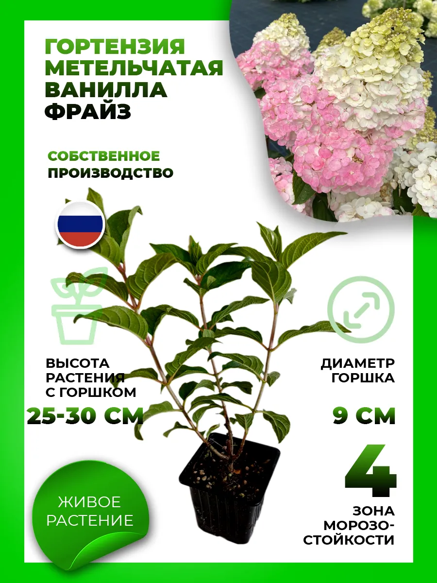 Гортензия метельчатая Ванилла Фрайз