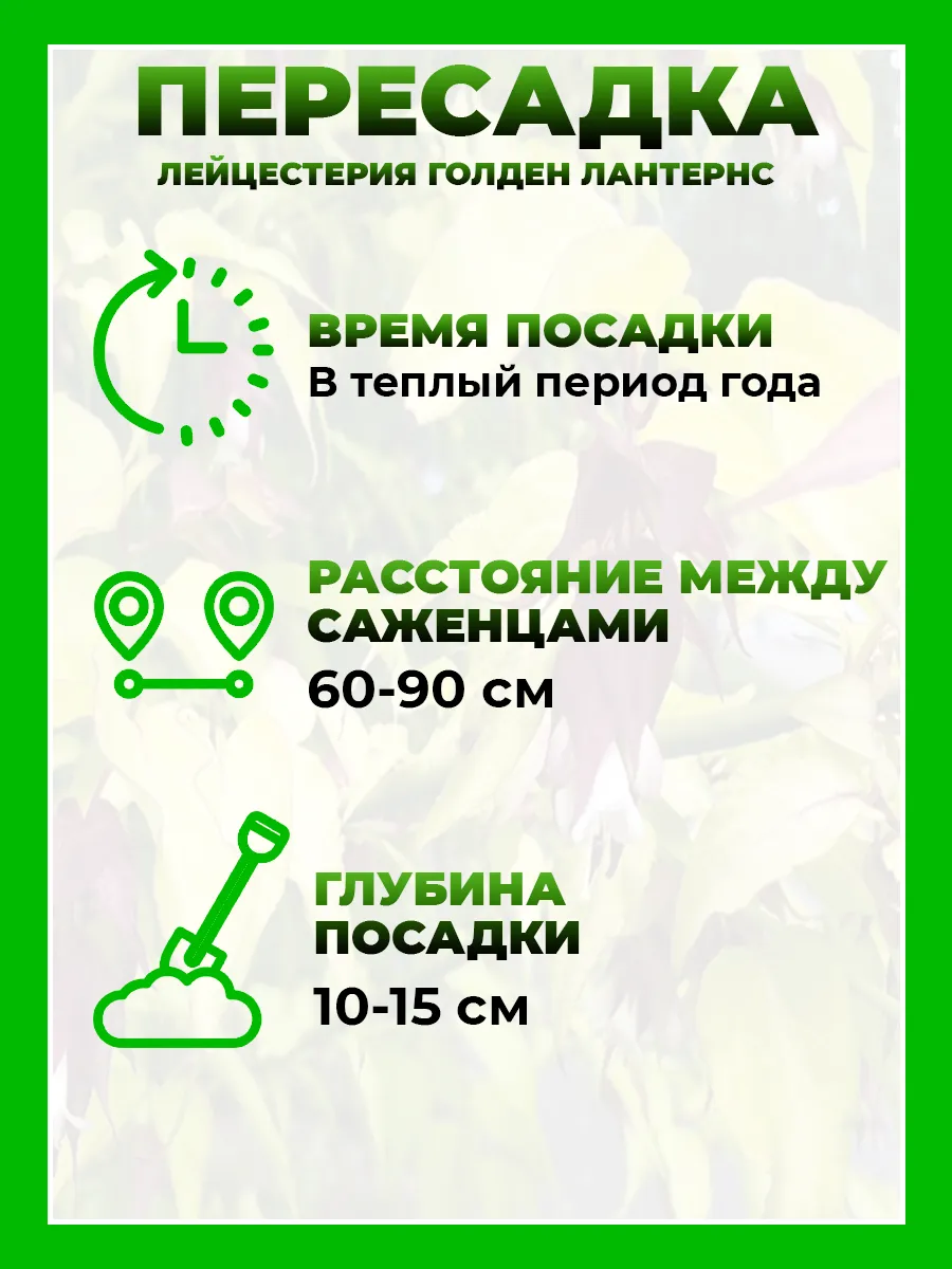 Лейцестерия прекрасная Голден Лантернс