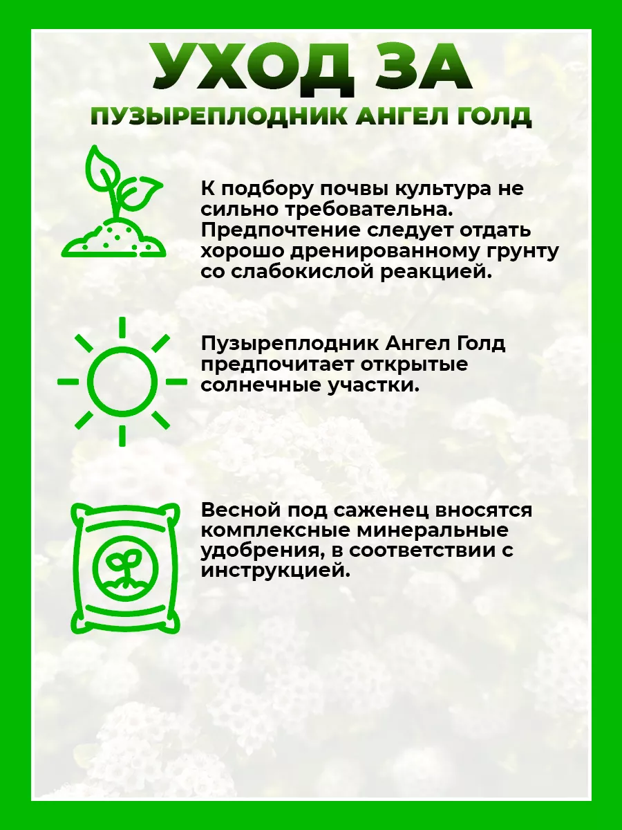 Пузыреплодник калинолистный Ангел Голд