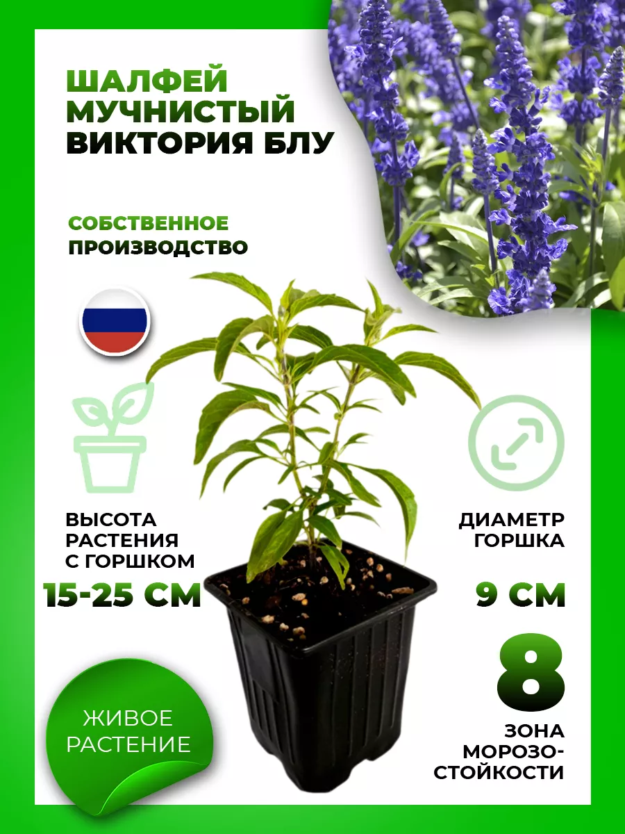 Шалфей мучнистый Виктория Блу