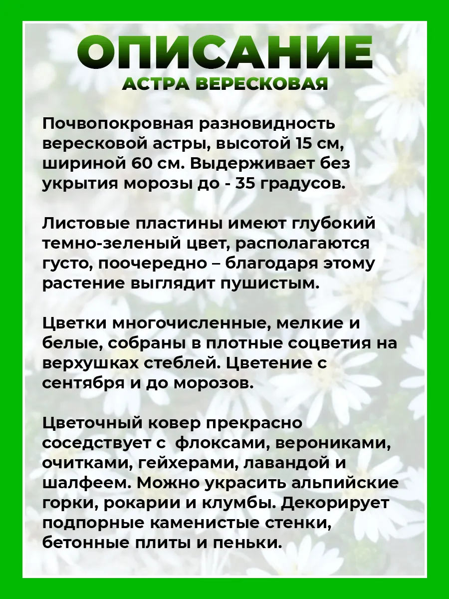 Астра вересковая