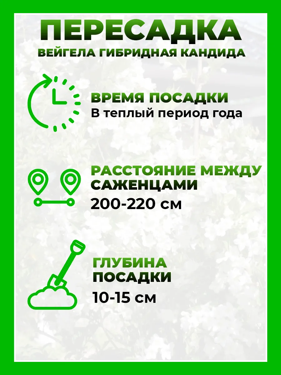 Вейгела гибридная Кандида