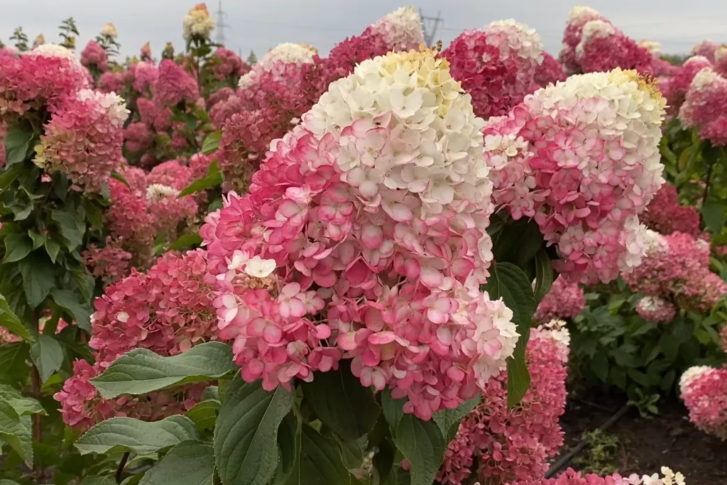 Гортензия метельчатая Строуберри Блоссом р9