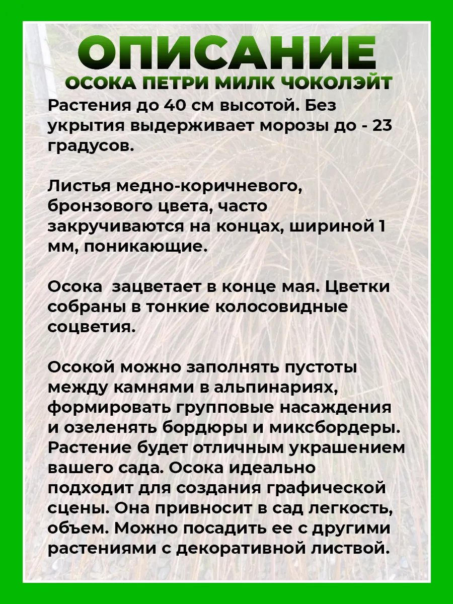Осока петри Милк Чоколэйт