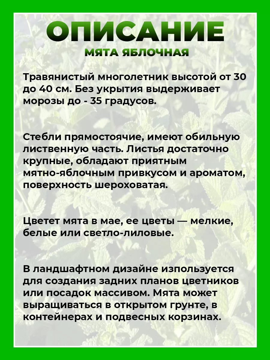 Мята Яблочная