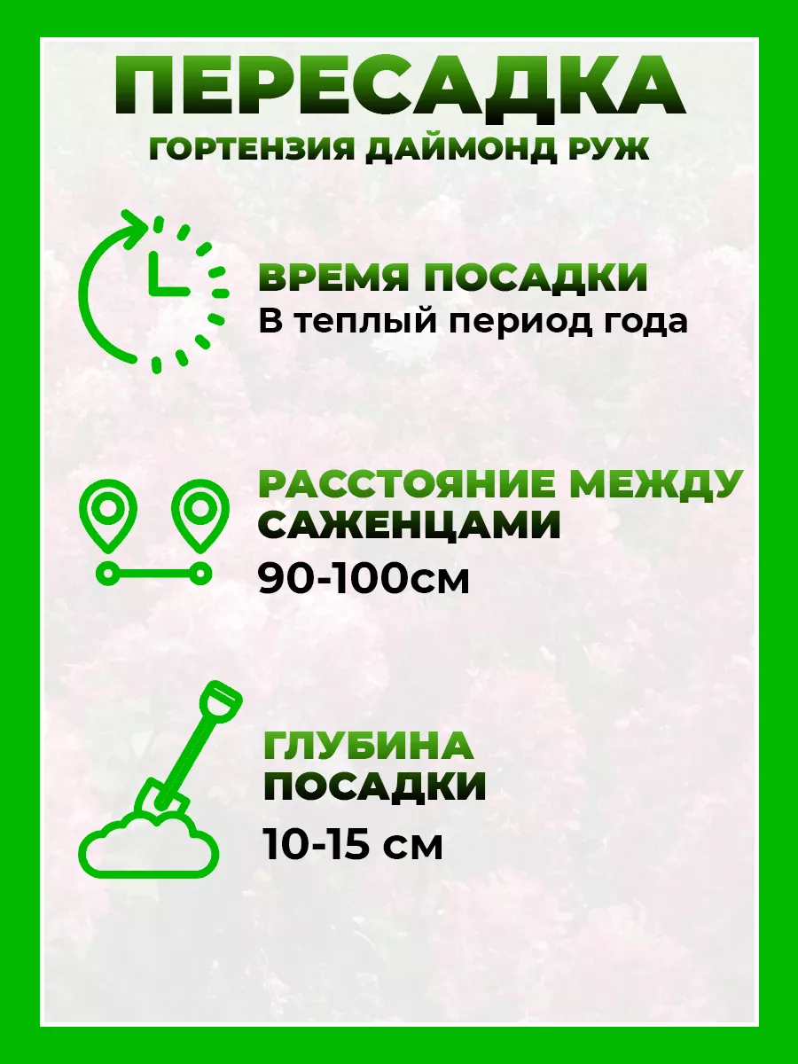 Гортензия метельчатая Даймонд Руж