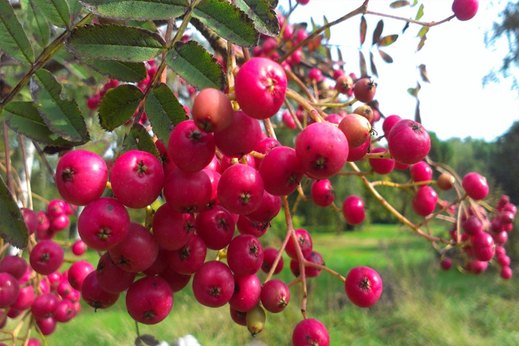 Sorbus Leonard Messel
