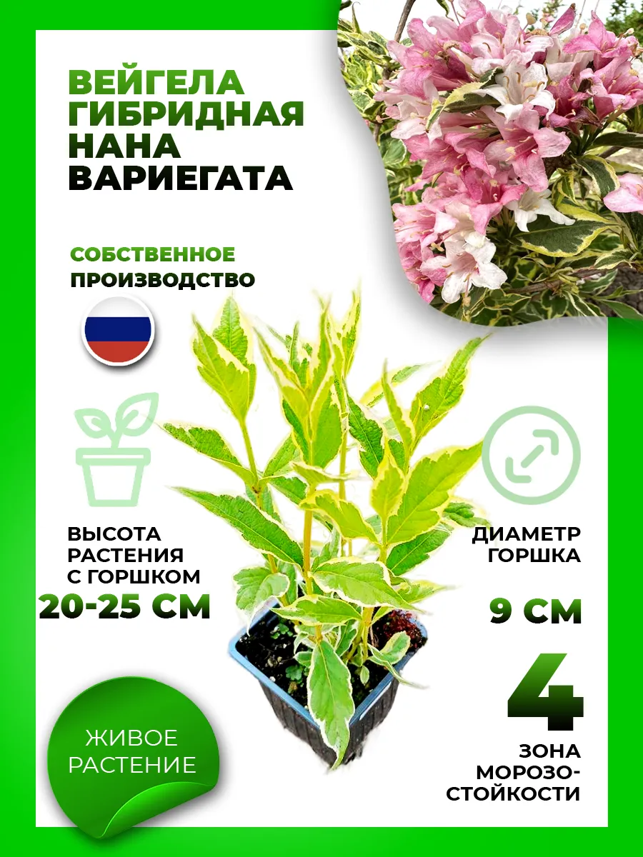 Вейгела цветущая Нана Вариегата