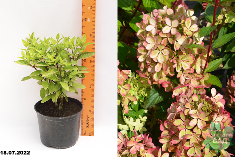 Гортензия метельчатая Пастель Грин С3