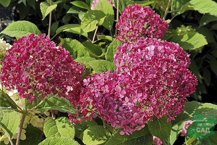 Гортензия Рубби Аннабель1